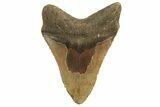 Fossil Megalodon Tooth - North Carolina #219933-1